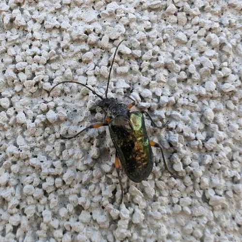 Metallic Fir Borer