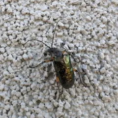 Metallic Fir Borer thumbnail 1