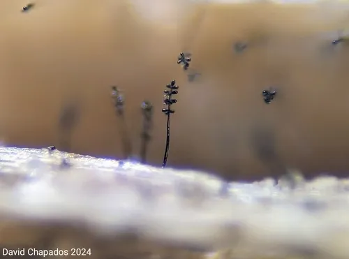 Spadicoides obovata