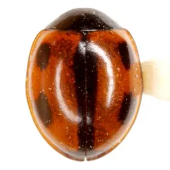 Winter Lady Beetle thumbnail 2