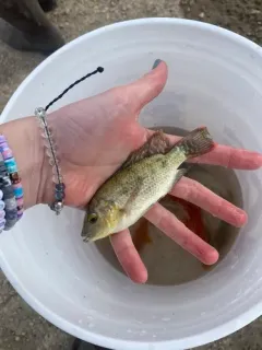 Mozambique Tilapia thumbnail 2