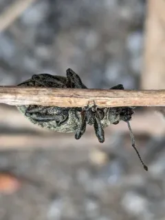 Alfalfa Snout Beetle thumbnail 2