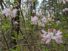 pinkshell azalea thumbnail 2