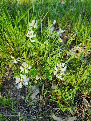 Ozark milkvetch