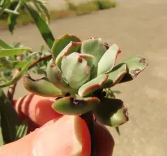 Rogue River Stonecrop thumbnail 3