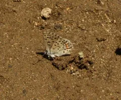 Dotted Blue thumbnail 2
