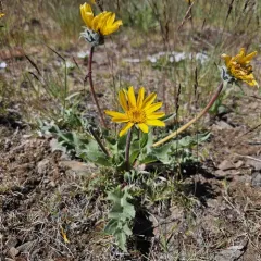 serrated balsamroot thumbnail 3