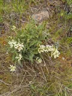 Hood River Milkvetch thumbnail 4