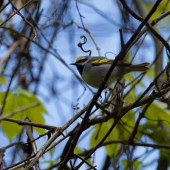 Golden-winged Warbler thumbnail 4