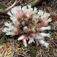 gnome plant thumbnail 3