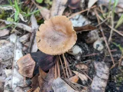 Inocybe nitidiuscula thumbnail 3