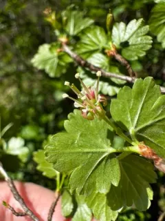 Appalachian Gooseberry thumbnail 4