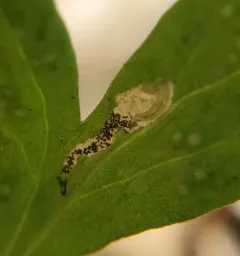 Pseudodineura parva thumbnail 3