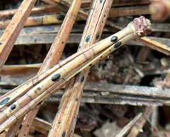 pine needle split thumbnail 4