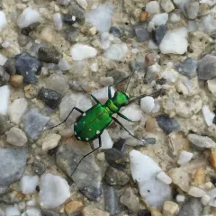 Six-spotted Tiger Beetle thumbnail 2