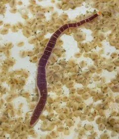 Reticulated Purple Ribbon Worm thumbnail 2