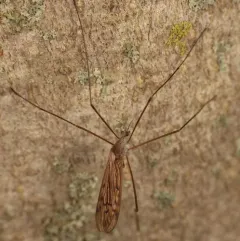 Pseudolimnophila luteipennis thumbnail 2