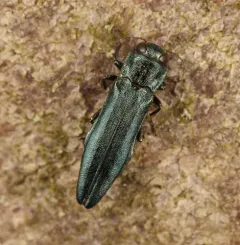European Oak Borer thumbnail 3