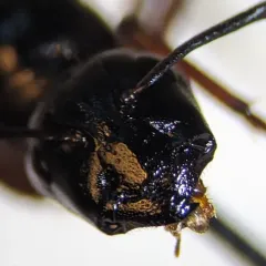 Brick Carpenter Ant thumbnail 4
