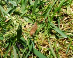 Striped Greenhouse Slug thumbnail 4
