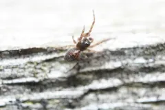 Palaearctic Backspined Meshweaver thumbnail 3