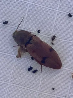 Pure Click Beetle thumbnail 4