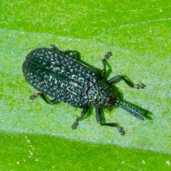 Microrhopala excavata thumbnail 4