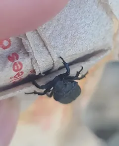 Cremastocheilus crinitus thumbnail 1