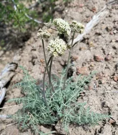 Nevada biscuitroot thumbnail 4