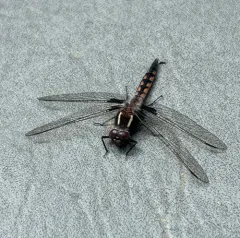 Blue Corporal thumbnail 4