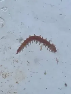 Micronereis nanaimoensis thumbnail 2