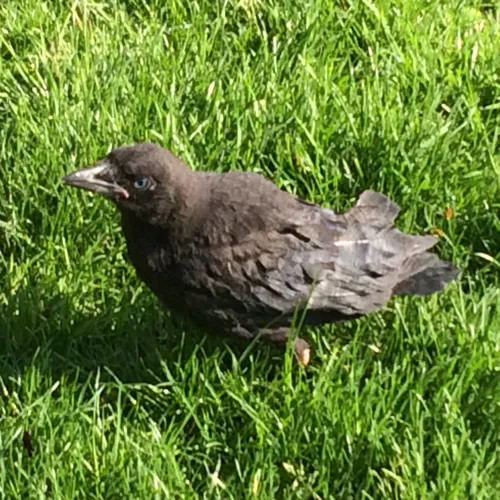 American Crow