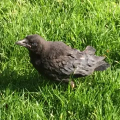American Crow thumbnail 1