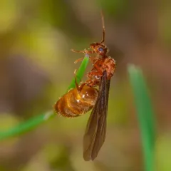 American Winter Ant thumbnail 3