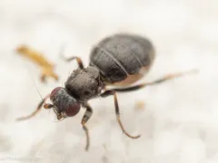 Aptilotus borealis thumbnail 2