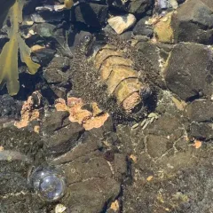 Mossy Chiton thumbnail 2