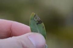 Coptodisca arbutiella thumbnail 2