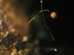 Cribraria microcarpa thumbnail 2