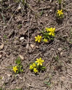 Utah buttercup thumbnail 4