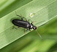 Mourning Fire-colored Beetle thumbnail 4