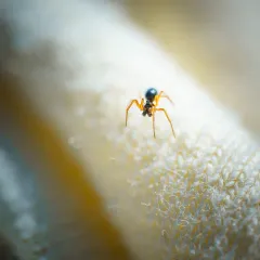 Entelecara acuminata thumbnail 2