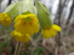 Cowslip thumbnail 3