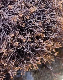 Wrack Siphon Weed thumbnail 4