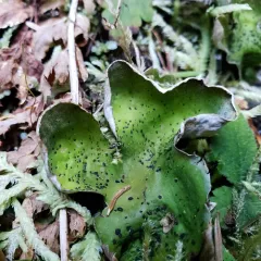 flaky freckle pelt lichen thumbnail 4