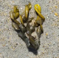 Spiral Wrack thumbnail 4