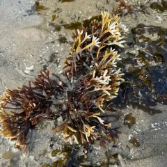 flattened ahnfelts seaweed thumbnail 2