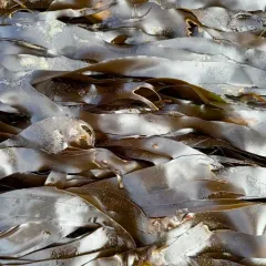 dense-clumped kelp thumbnail 4