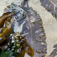 winged kelp thumbnail 3