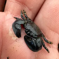 Flat Porcelain Crab thumbnail 2