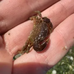 Blackclaw Crestleg Crab thumbnail 4